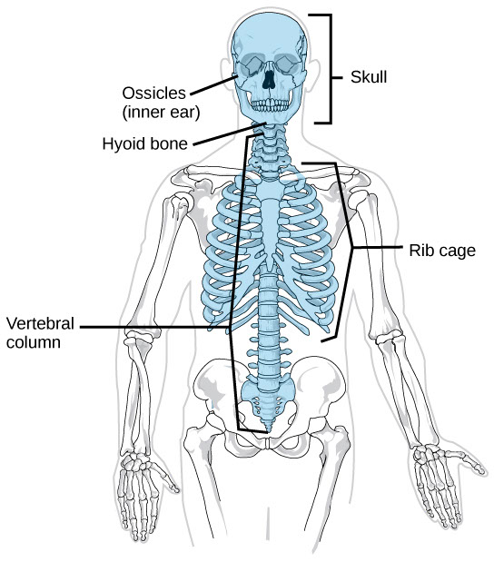 Axial Skeleton